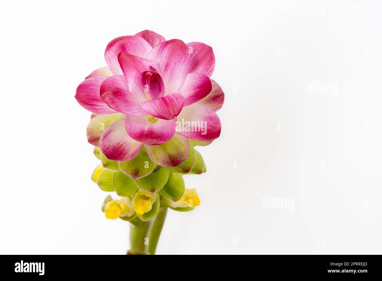 Closeup view of colorful green, purple pink and yellow flower of curcuma aromatica or wild turmeric isolated on white background Stock Photo
