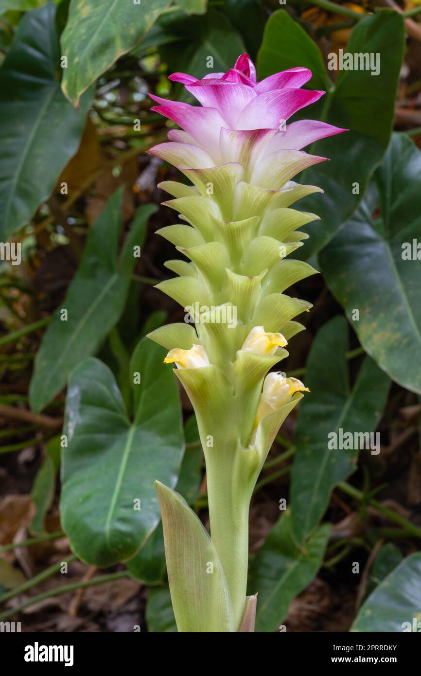 Closeup view of fresh green, purple red and yellow flower of curcuma aromatica or wild turmeric blooming outdoors on natural background Stock Photo