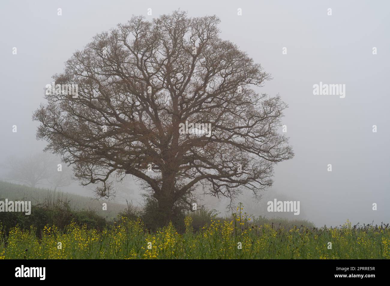 Lone tree in a fog, yellow rapeseed field in front. West Bergholt, Essex. Stock Photo