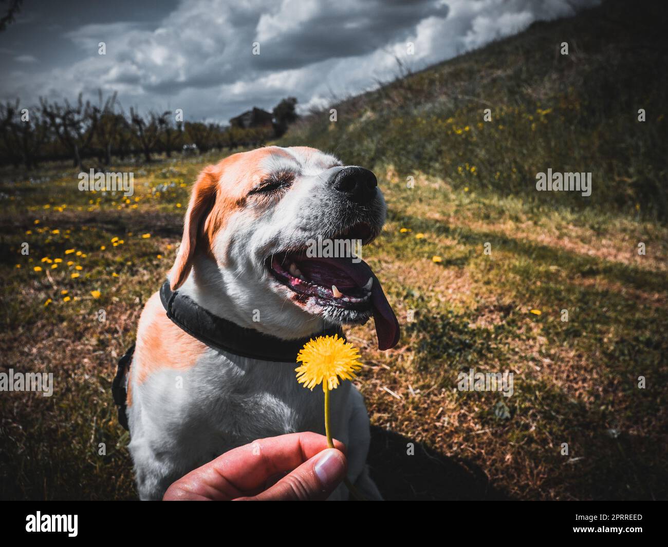 Canine Adventures in the Countryside Stock Photo