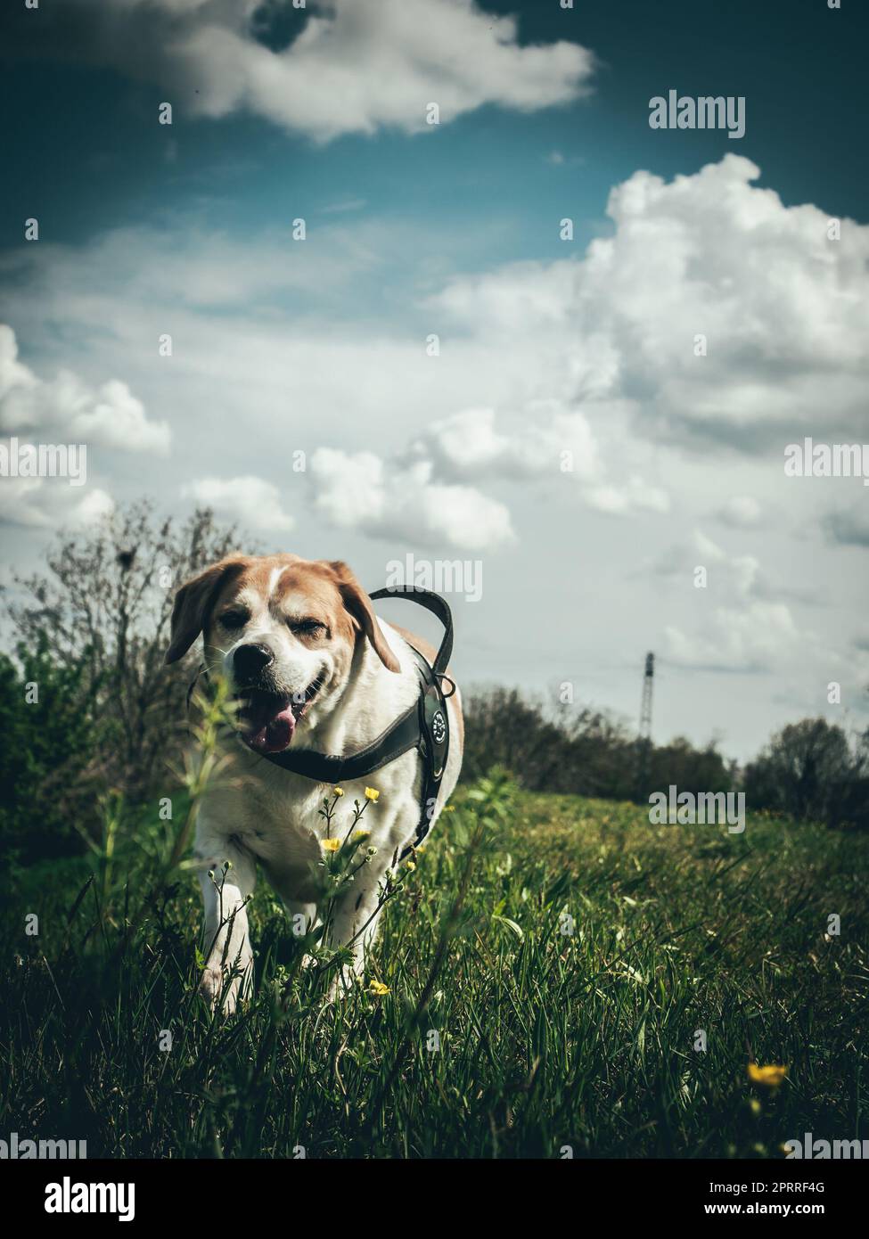 Canine Adventures in the Countryside Stock Photo