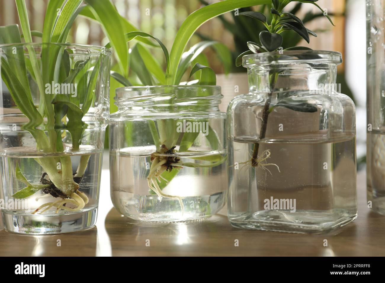 Exotic house plants in water on wooden table, closeup Stock Photo