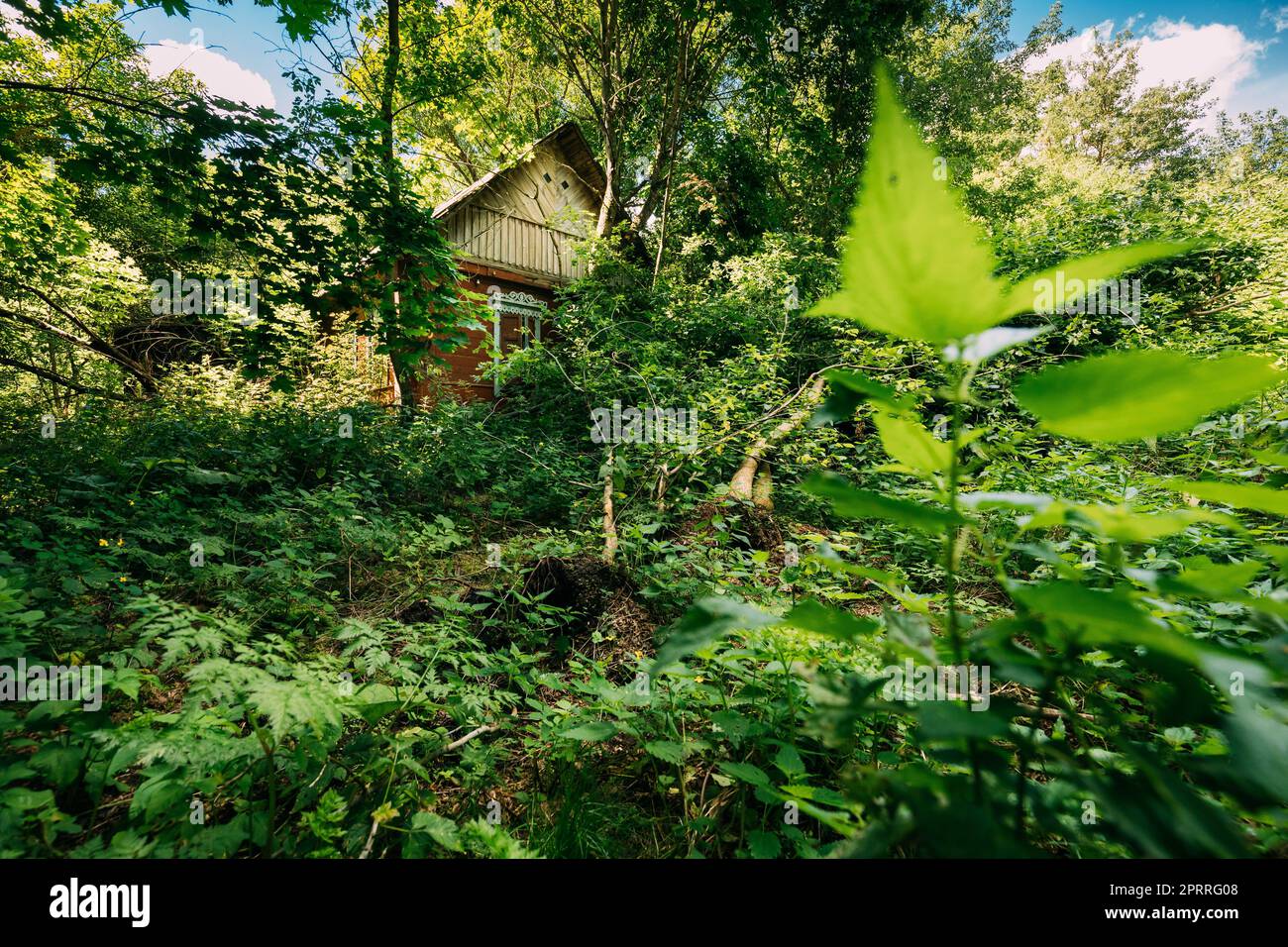 Belarus. Abandoned House Overgrown With Trees And Vegetation In Chernobyl Resettlement Zone. Chornobyl Catastrophe Disasters. Dilapidated House In Belarusian Village. Whole Villages Must Be Disposed Stock Photo