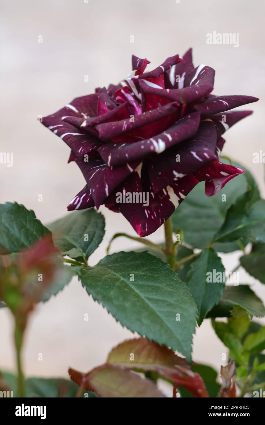 Beautiful purple tiger rose on bush against light background, closeup ...