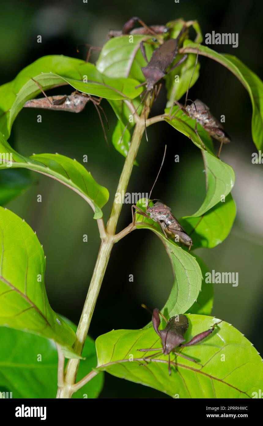 Leaffooted Bugs, Coreidae Family, on leaf, Klungkung, Bali, Indonesia