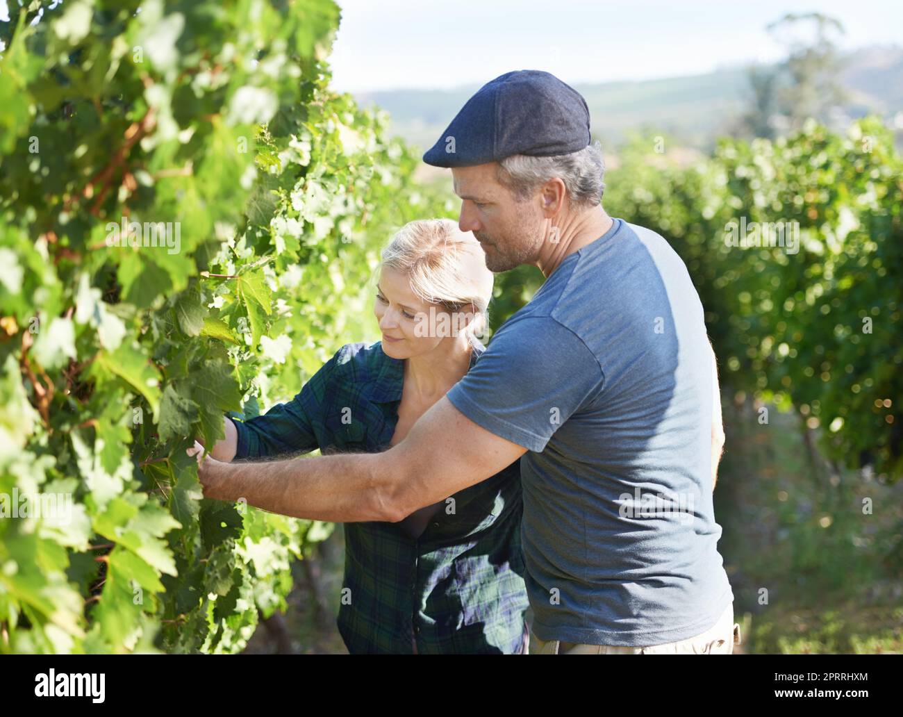 Look, theyre bearing fruit already. Happy mature couple checking the