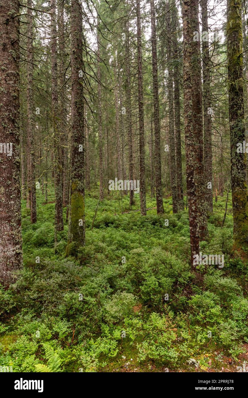 Needle covered forest floor hires stock photography and images Alamy