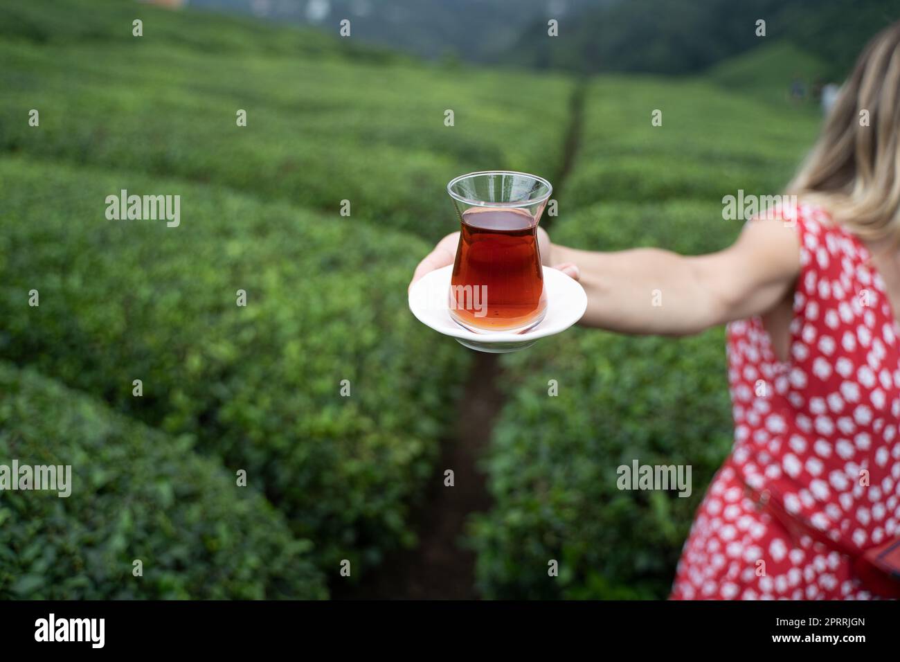 woman in red dress offering a traditional glass of Turkish black tea with rows of tea plantations on terraced hills in the background Stock Photo