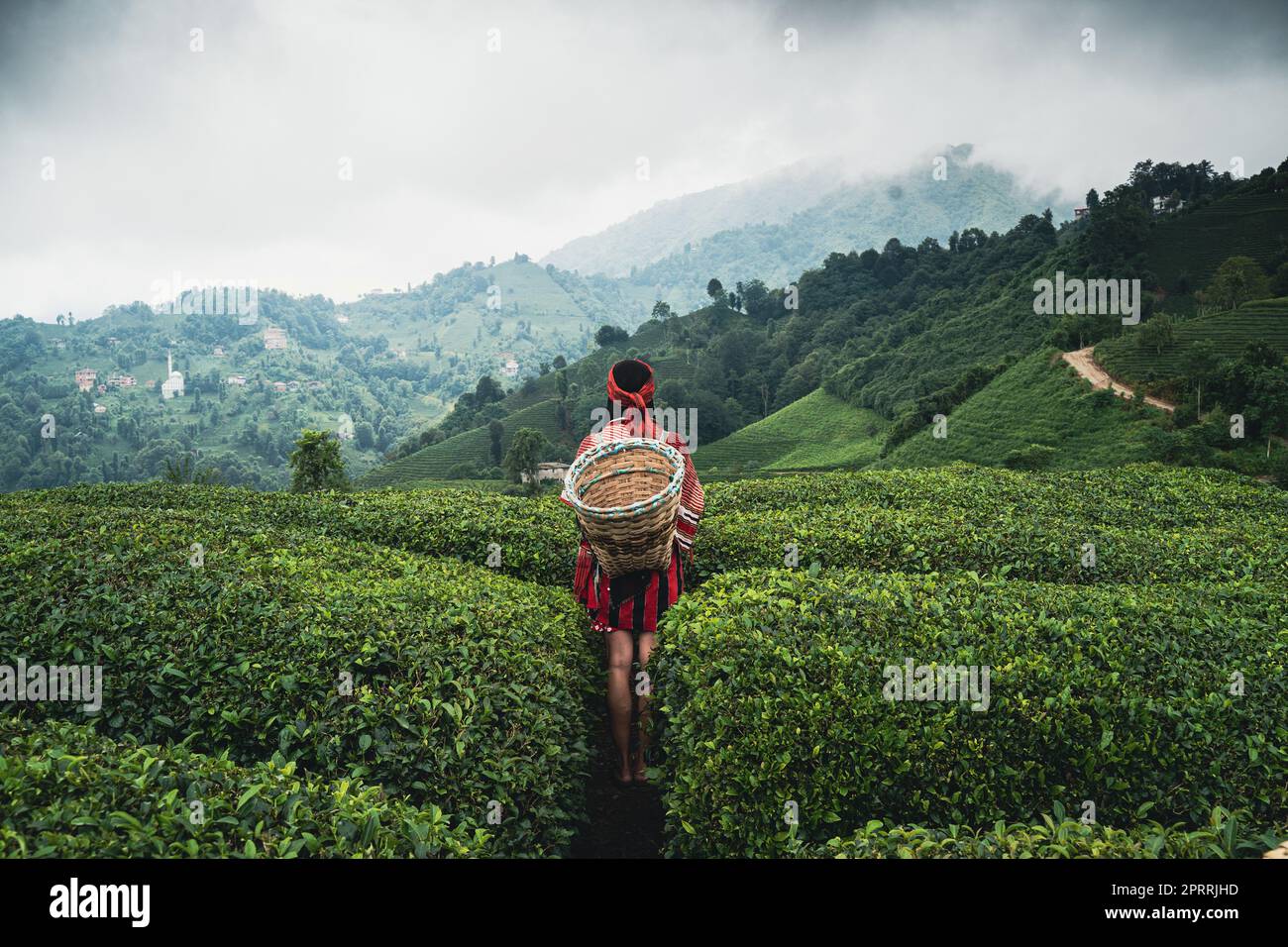 rear view of young woman with wicker basket wearing traditional harvesting clothes between rows of Turkish black tea plantations in Cayeli area Rize province Stock Photo