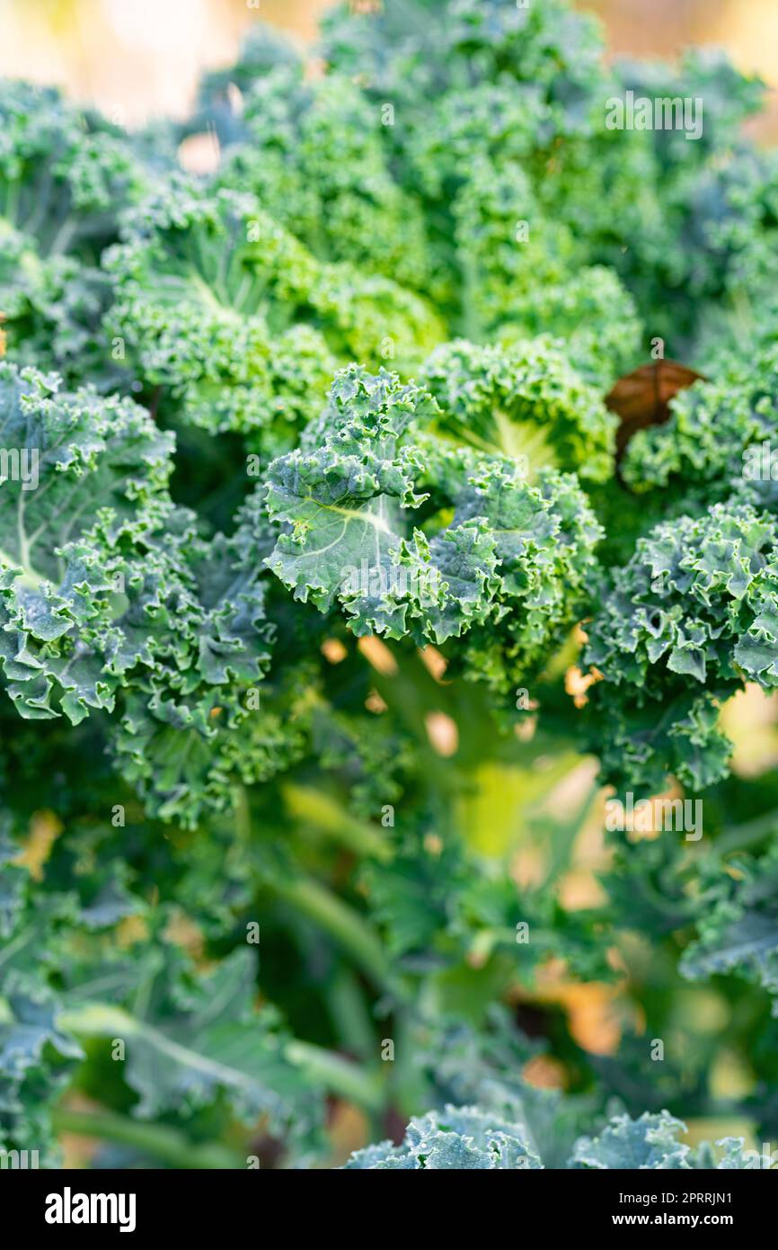 Planting kale in the garden Stock Photo Alamy