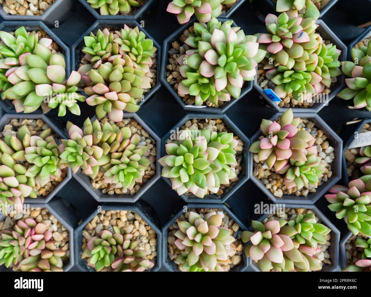 Echeveria Pink Ruby, Succulents plant cultivating in the nursery. Top View. Stock Photo