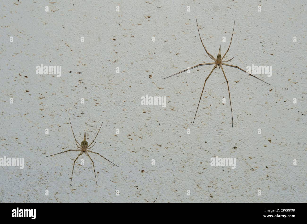 Pair of Tree Trunk Spiders, Hersiliidae Family, Klungkung, Bali ...