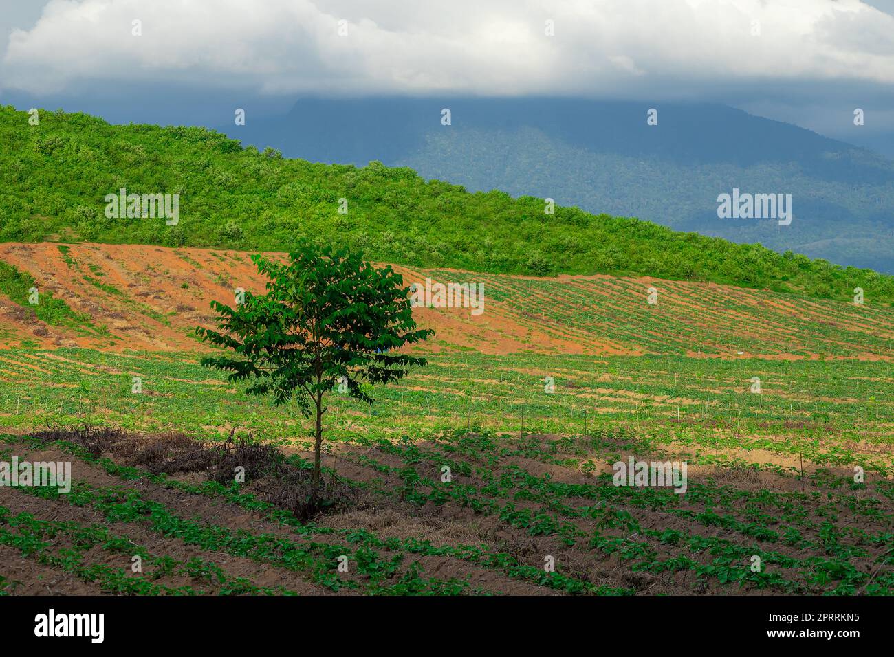 Rubber plantation farming area in the south of Thailand, Latex rubber