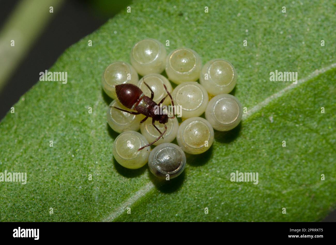 Broad-headed Bug nymph, Alydidae Family, with Stink Bug, Pentatomidae Family, eggs on leaf, Klungkung, Bali, Indonesia Stock Photo