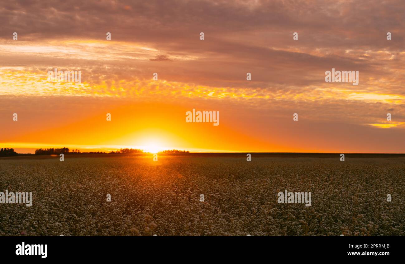 Summer Sun Shining  Above Field With Fagopyrum flowering plants. Sunset Sunrise Sun. Green manure From Family Polygonaceae Stock Photo