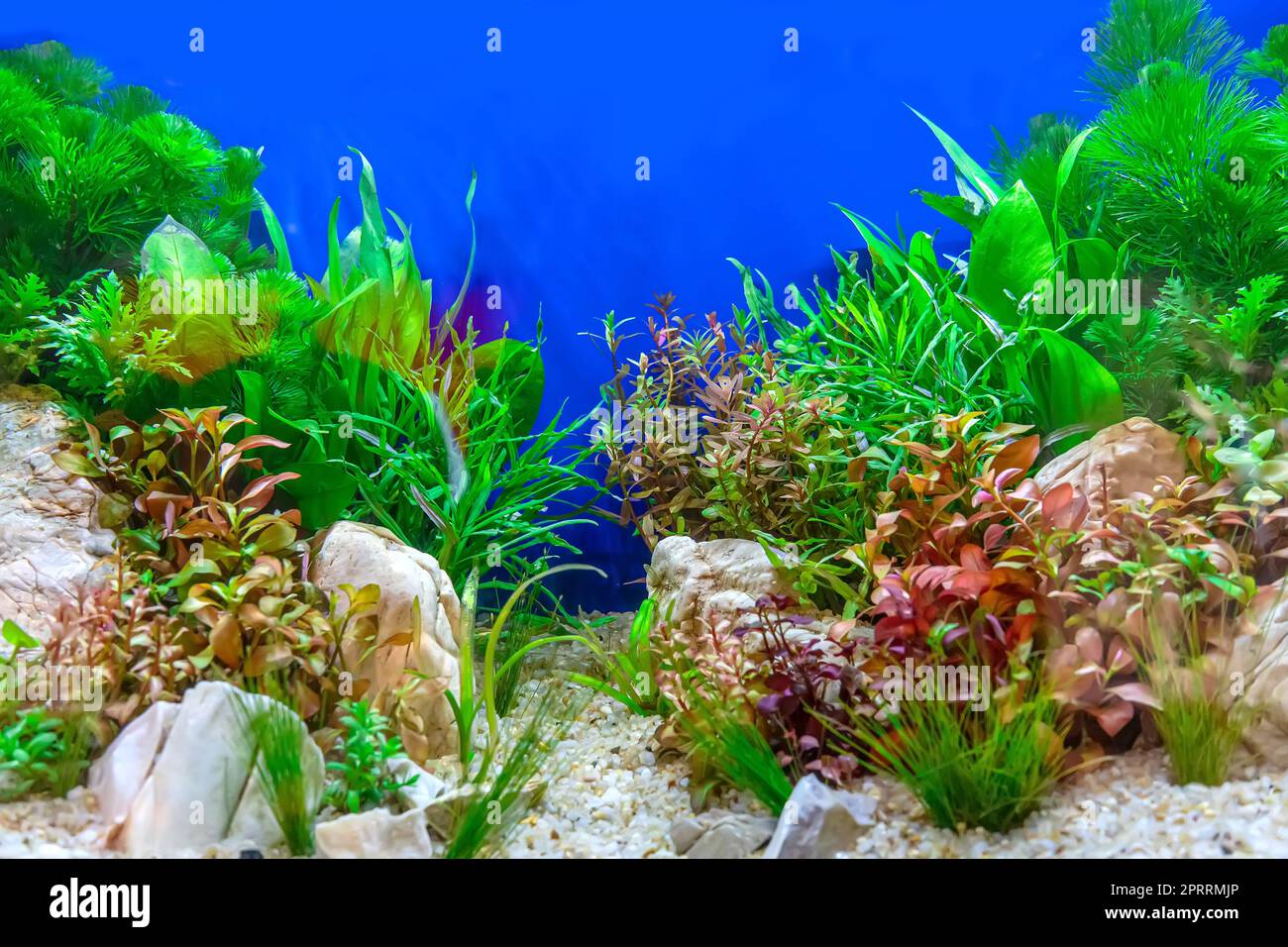 Tropical freshwater aquarium Stock Photo