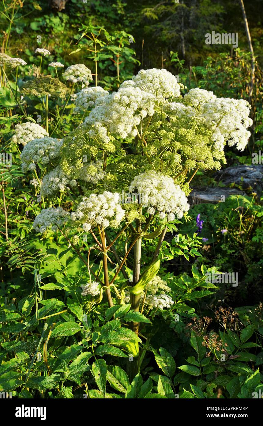 Angelica sylvestris in the Tyrolean Alps Stock Photo