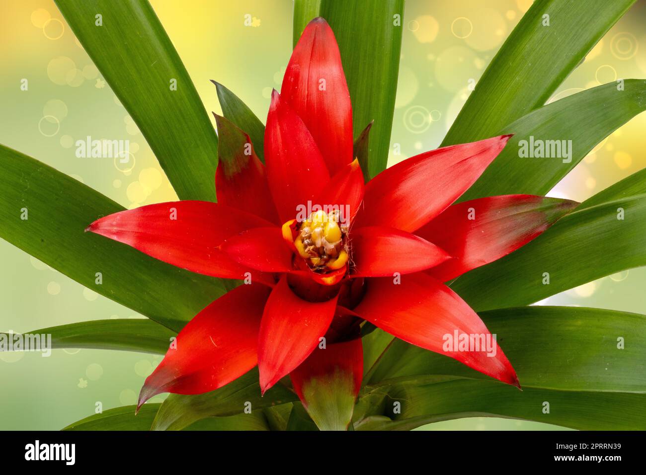 Close-up of a natural beautiful red bromeliads blossom over abstract light green yellow background.  (Guzmania ligulata). Macro. Card concept. Stock Photo