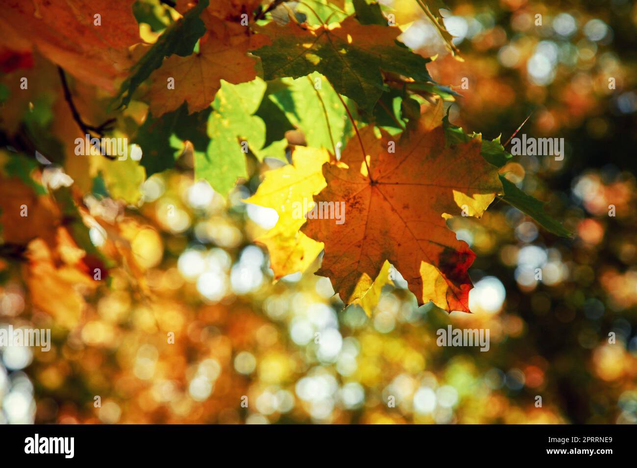 Colorful bright leaves falling in autumnal park. Stock Photo