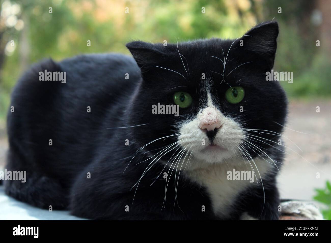 A large black cat with a white muzzle and green eyes close-up looks straight ahead. Stock Photo