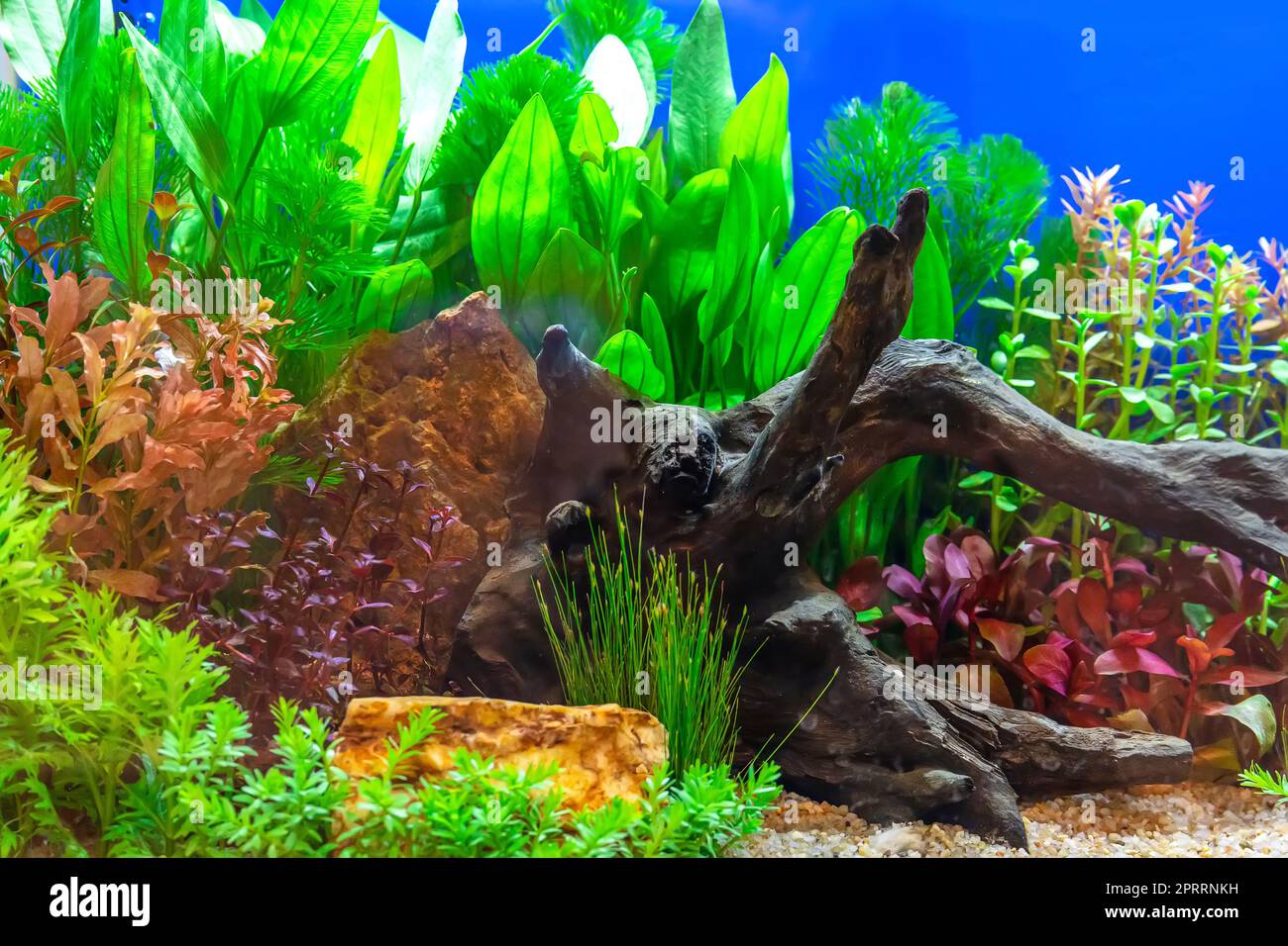 Tropical freshwater aquarium Stock Photo - Alamy