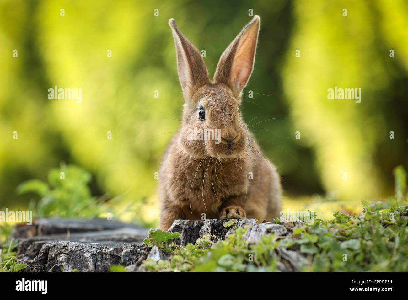 Cute fluffy rabbit on tree stump among green grass outdoors Stock Photo ...