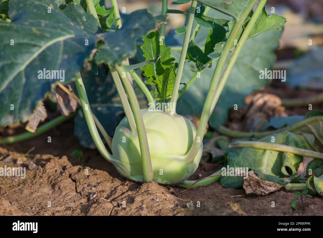 kohlrabi grows in the garden Stock Photo
