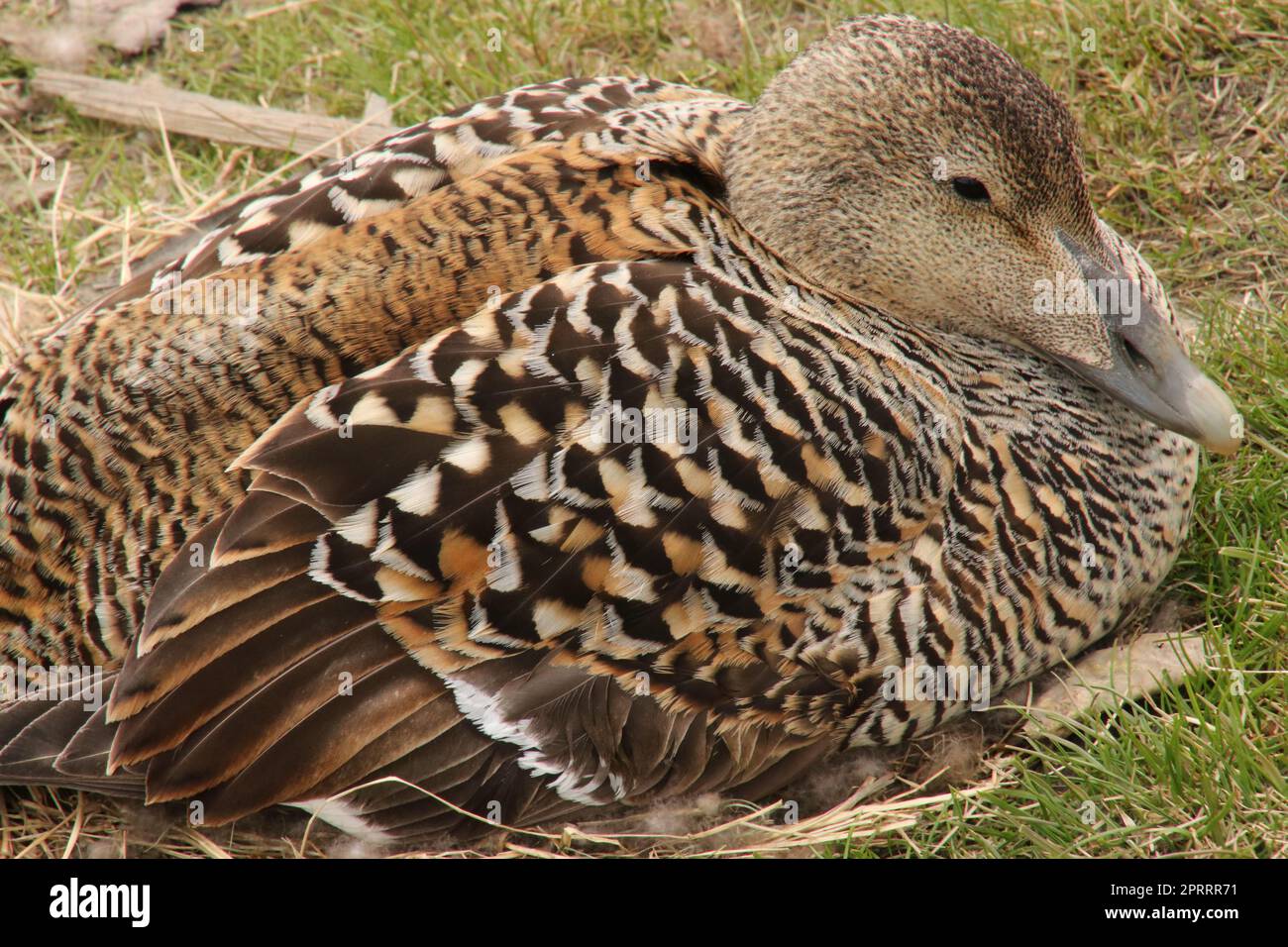 common eider breeding Stock Photo Alamy