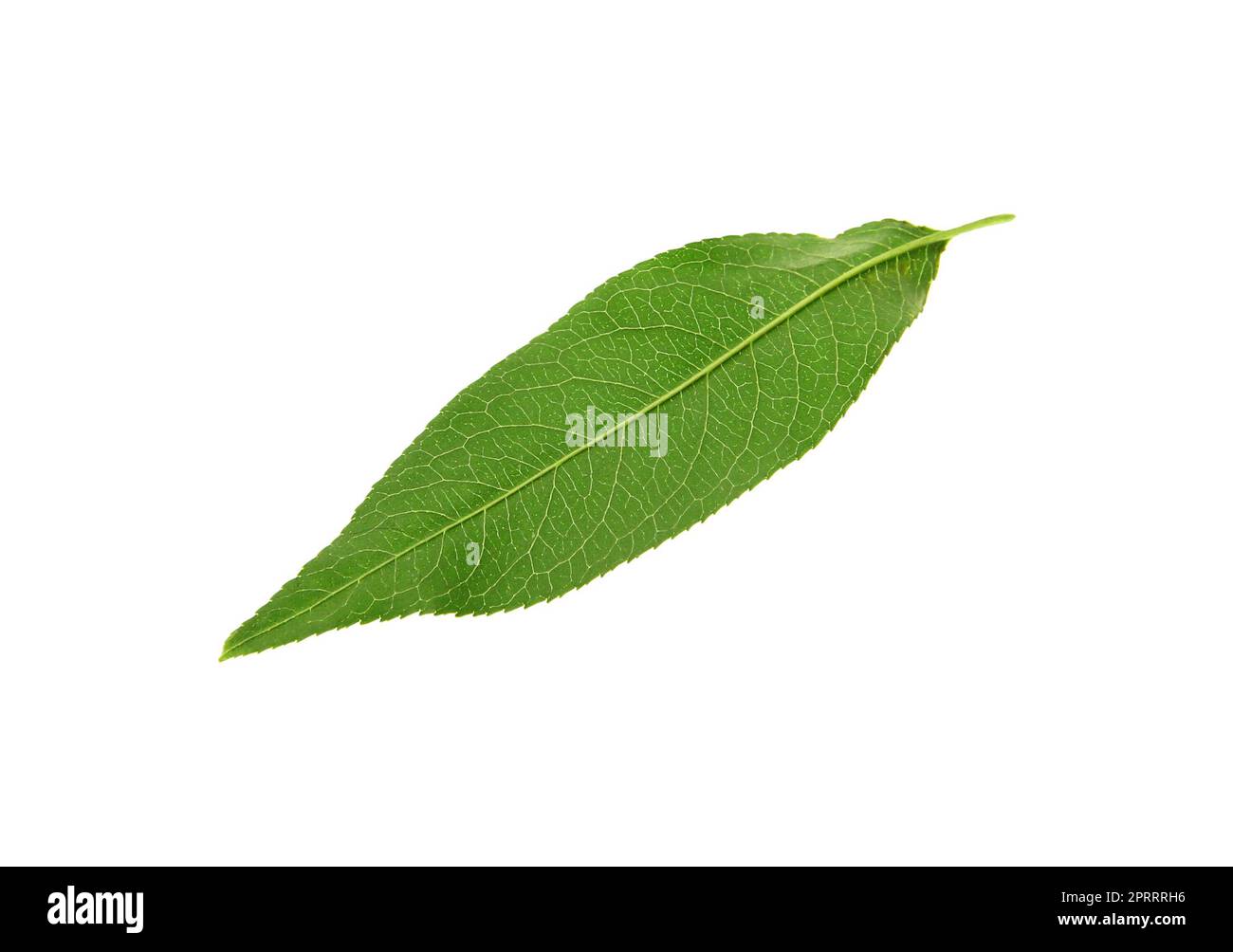 Green peach tree leaf isolated on white Stock Photo Alamy
