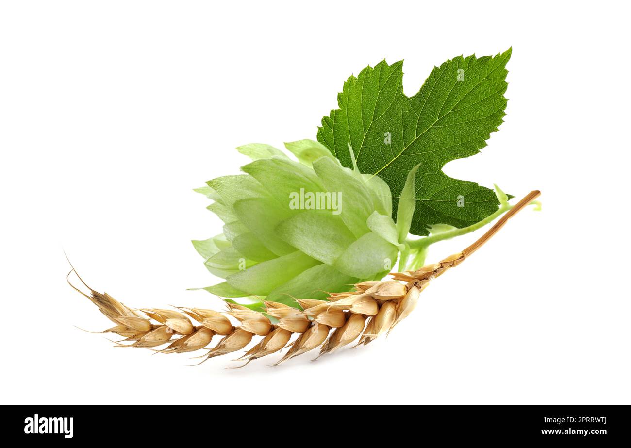 Fresh green hop with leaf and dry ear of wheat on white background Stock Photo