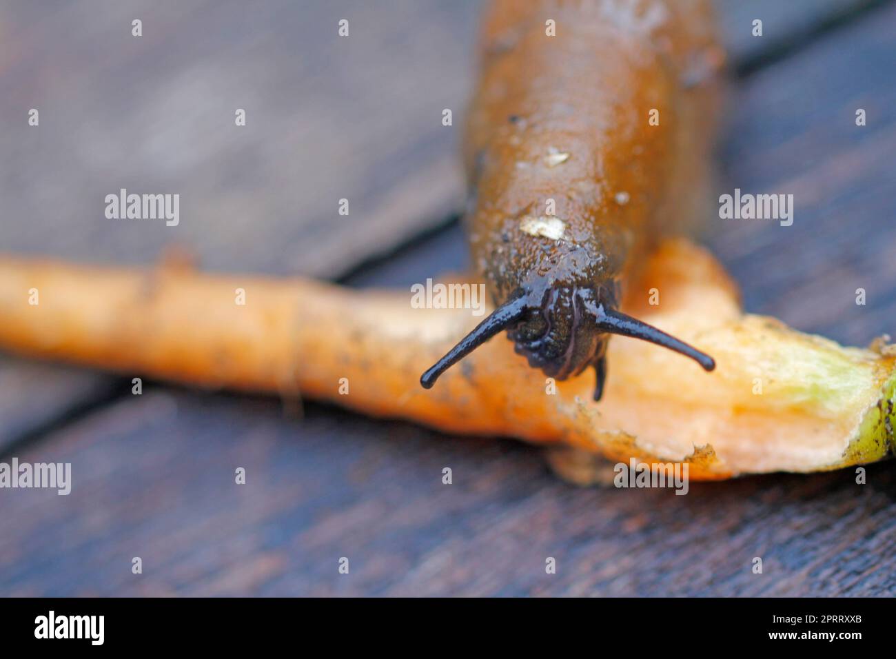 slug, rasping on small carrot Stock Photo Alamy