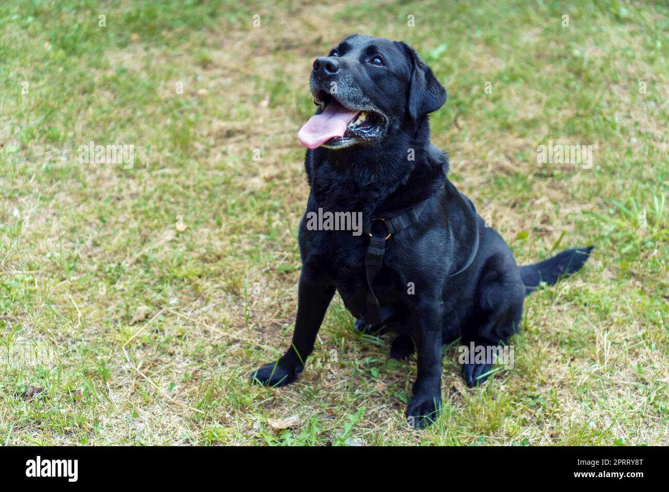 Black lab cheap guard dog
