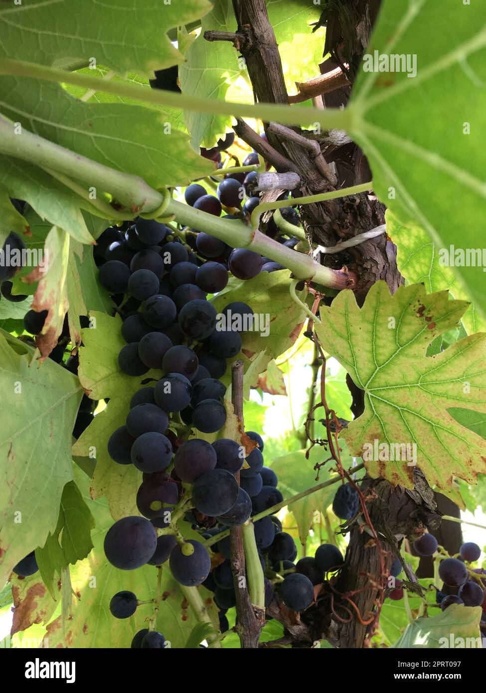 Grape Production Ripe the grapes are ripe and need to be picked Stock Photo - Alamy