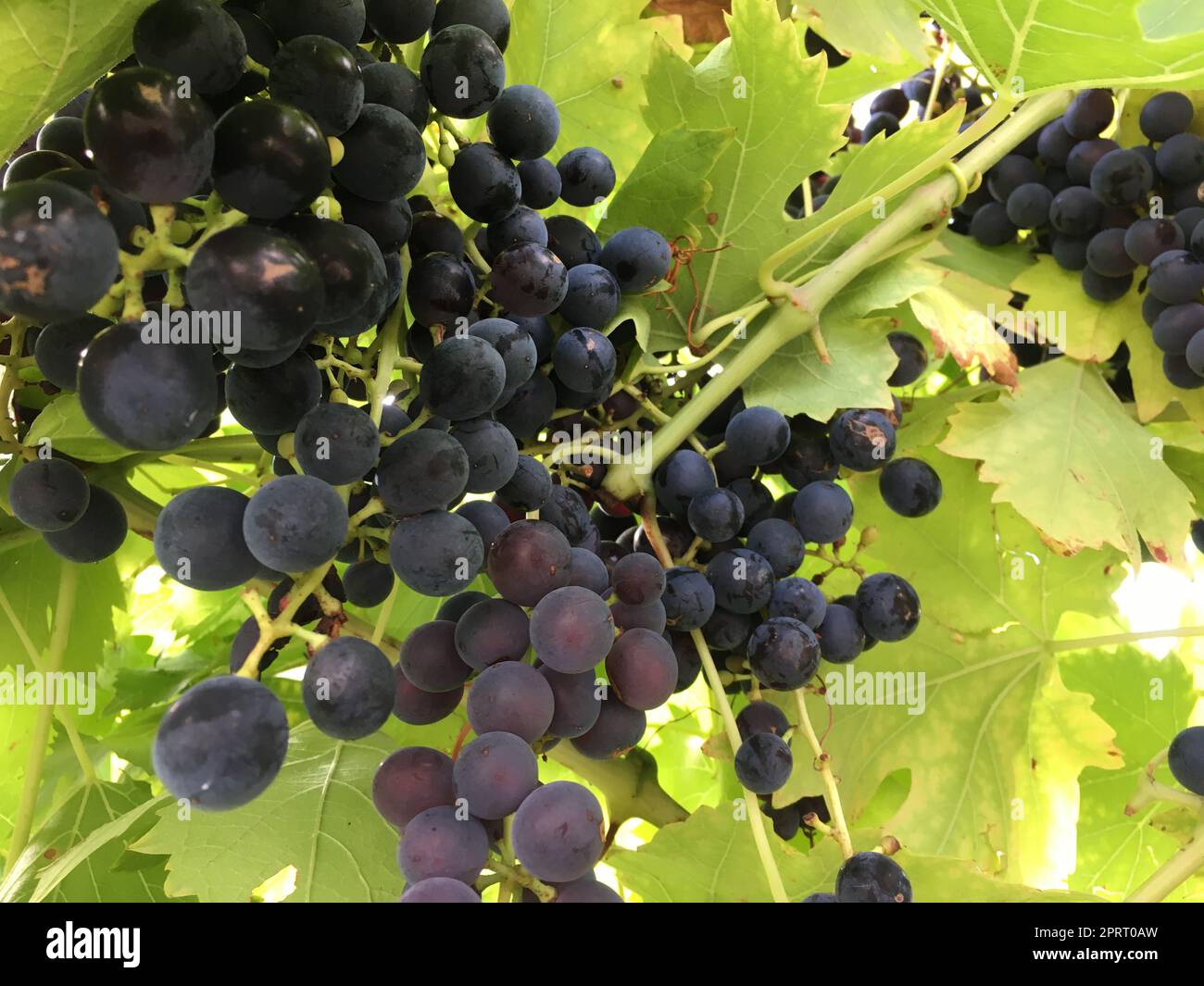 Grape Crop Ripe the grapes are ripe and need to be picked Stock Photo - Alamy