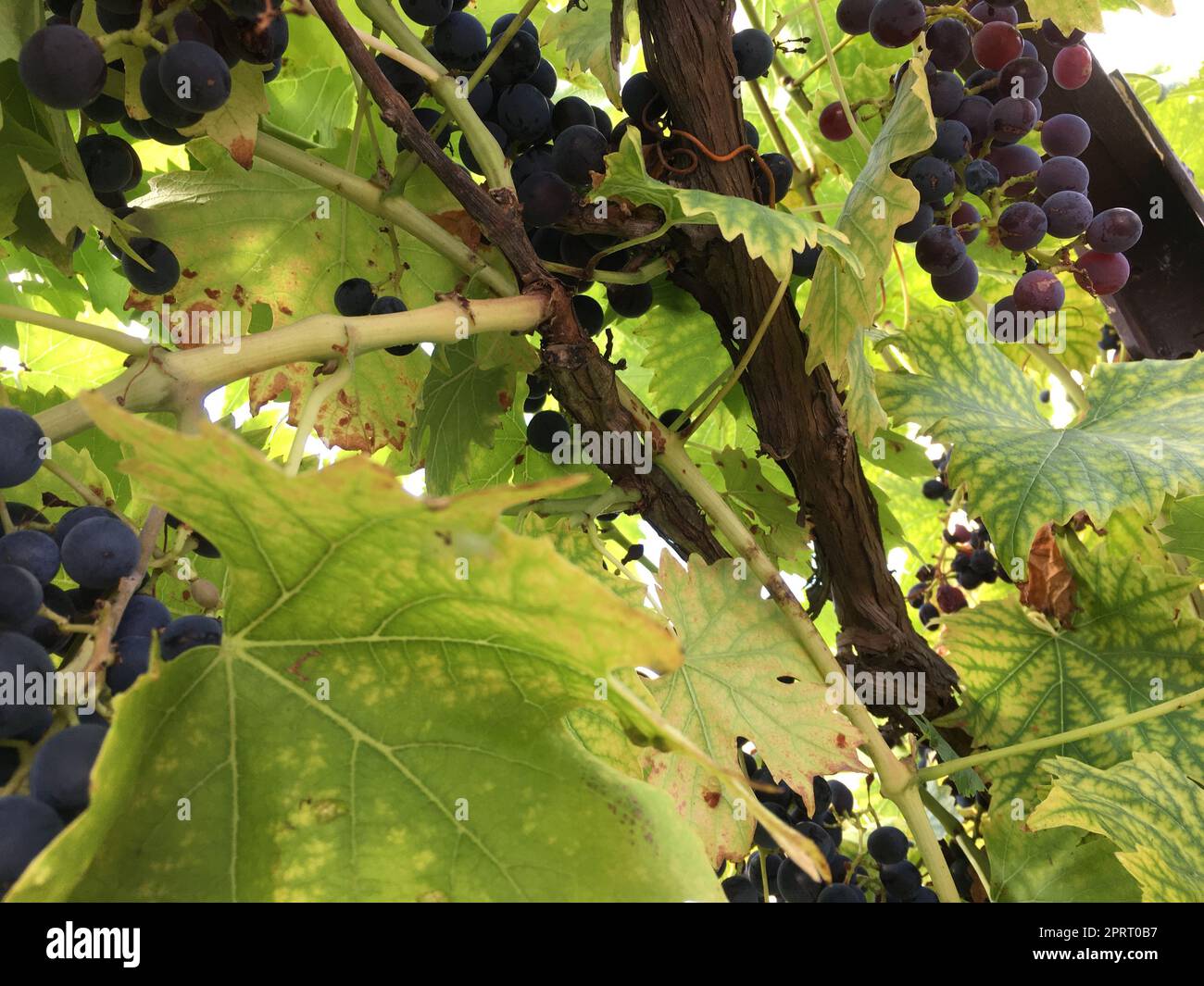 the grapes are ripe and need to be picked Stock Photo - Alamy