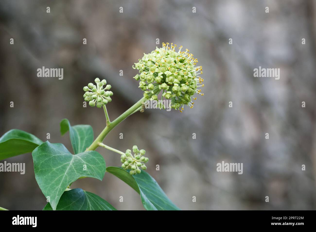 Hedera helix Inflorescence with flowers of a common ivy Stock Photo