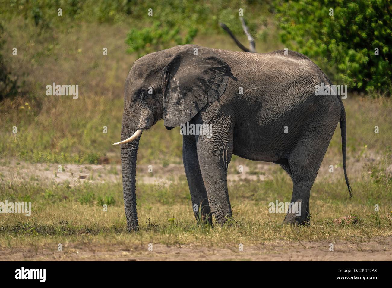 African bush elephant stands on sunny riverbank Stock Photo - Alamy