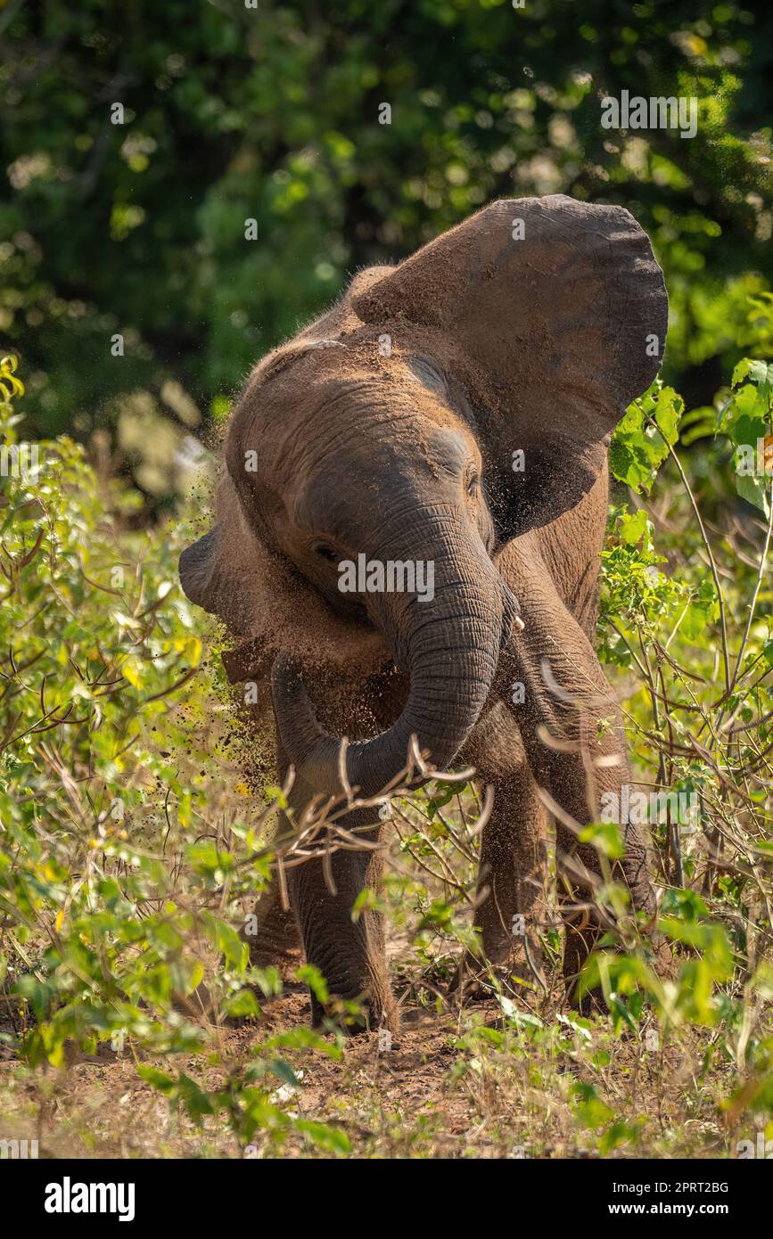 African bush elephant stands shaking earth away Stock Photo - Alamy