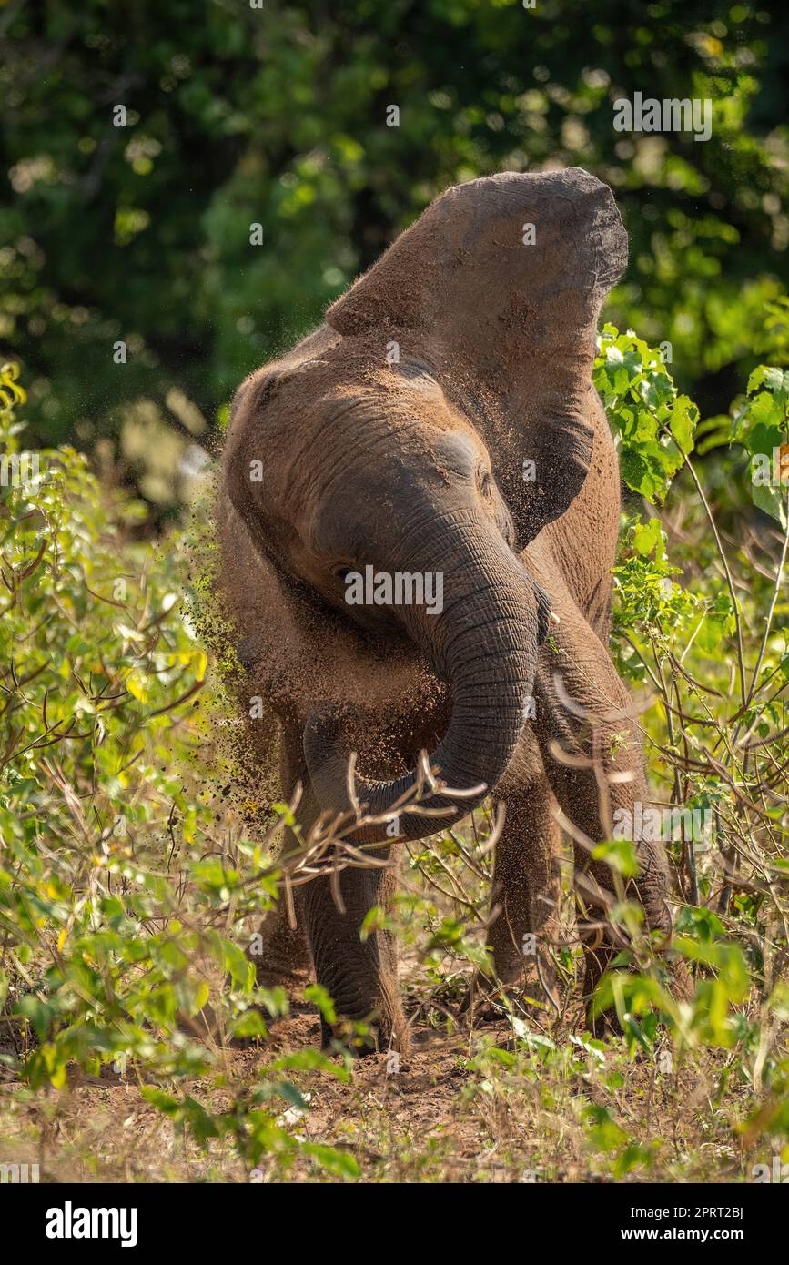 African bush elephant stands shaking dust off Stock Photo - Alamy