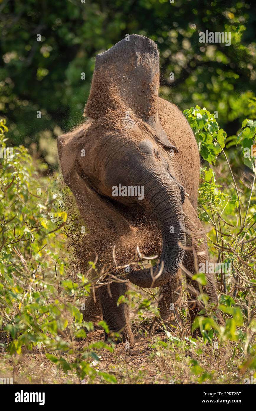 African bush elephant stands shaking its head Stock Photo - Alamy