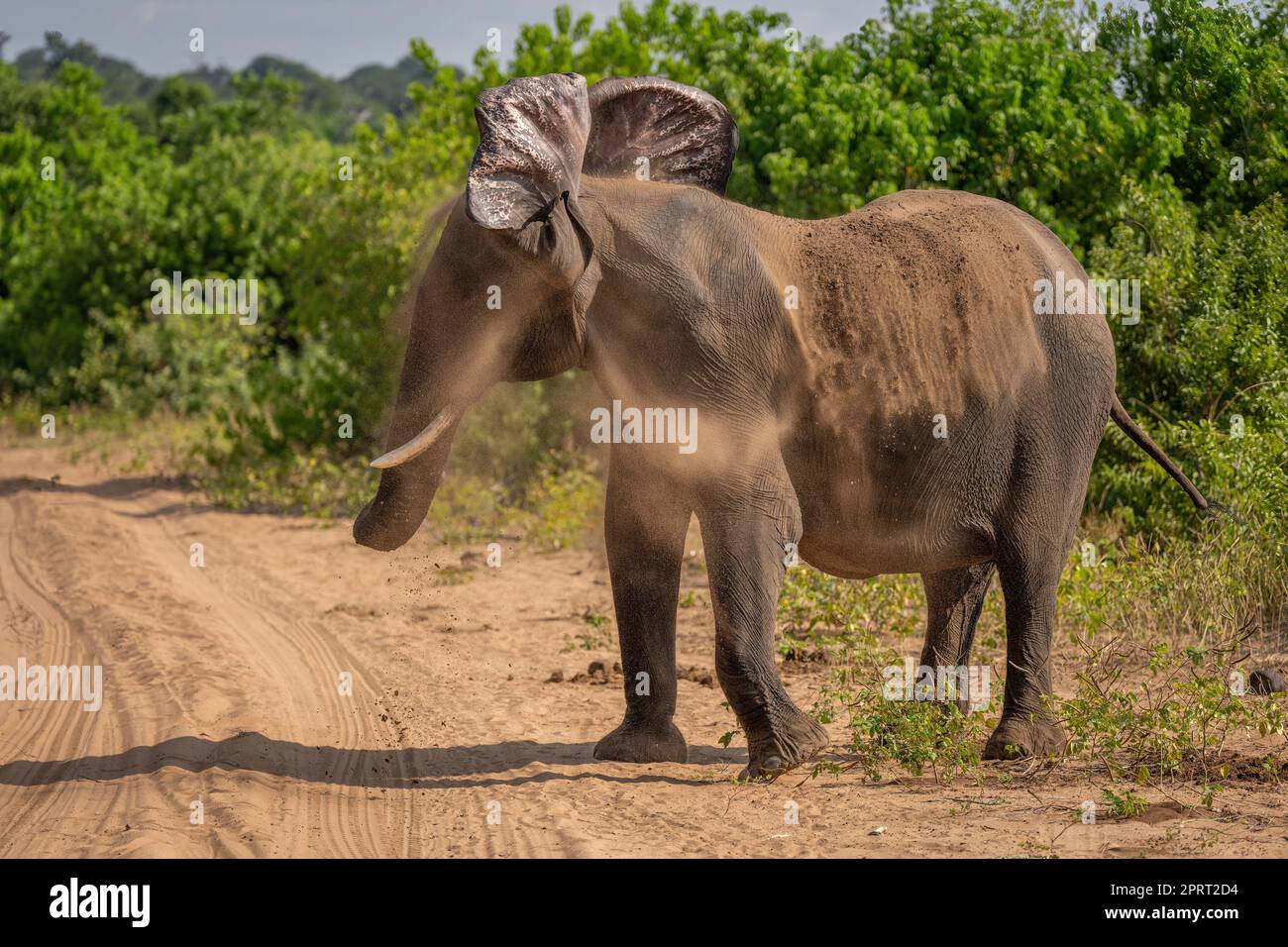 African bush elephant stands shaking off earth Stock Photo - Alamy