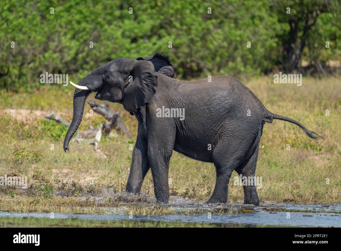 African bush elephant stands splashing in river Stock Photo - Alamy