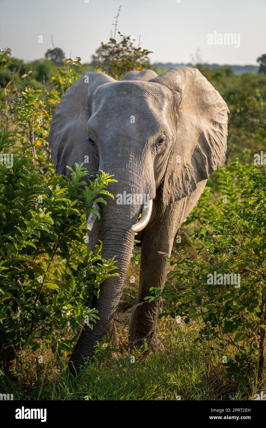 African bush elephant stands staring in bushes Stock Photo - Alamy