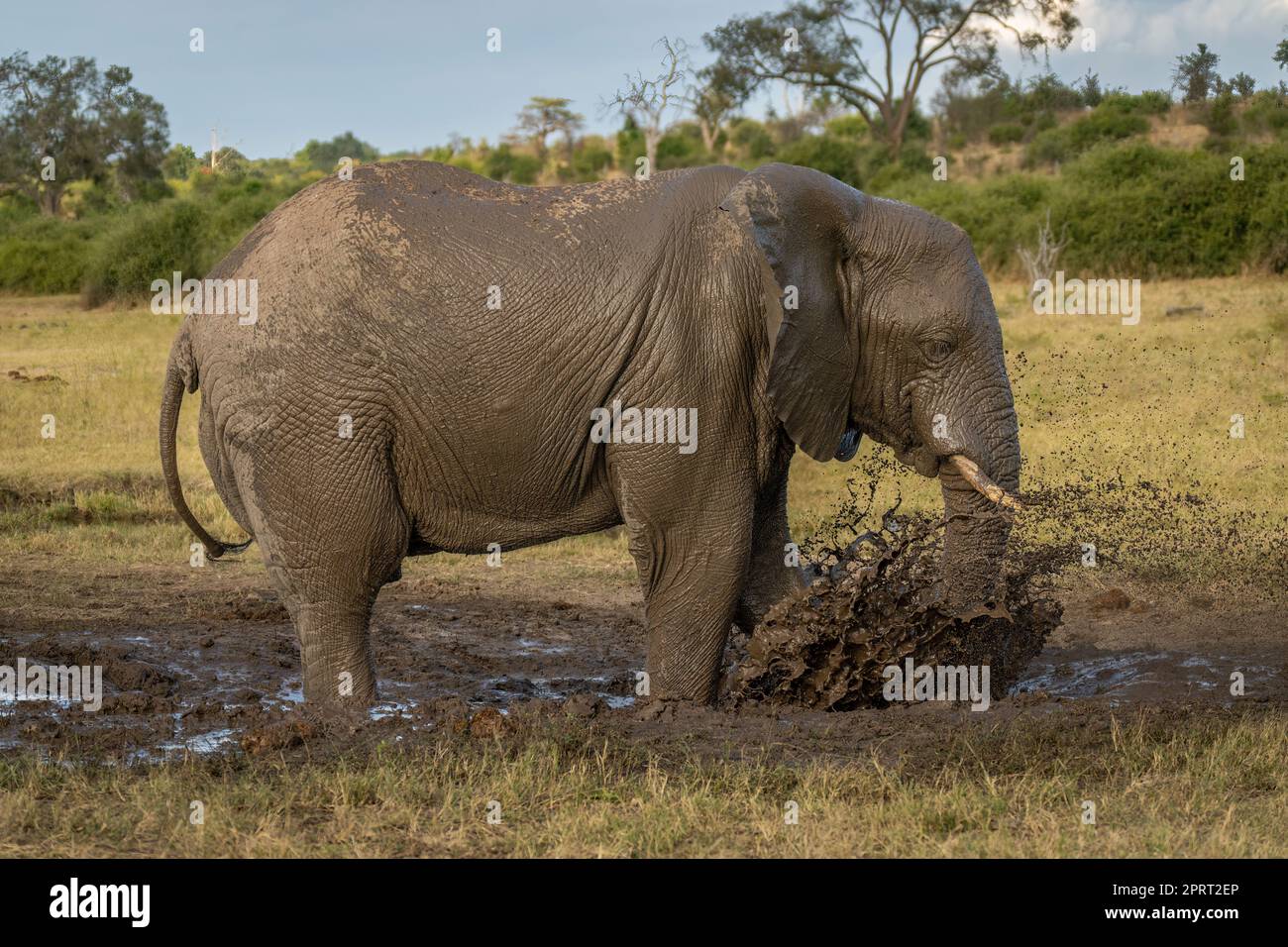 African bush elephant stands spraying muddy water Stock Photo - Alamy