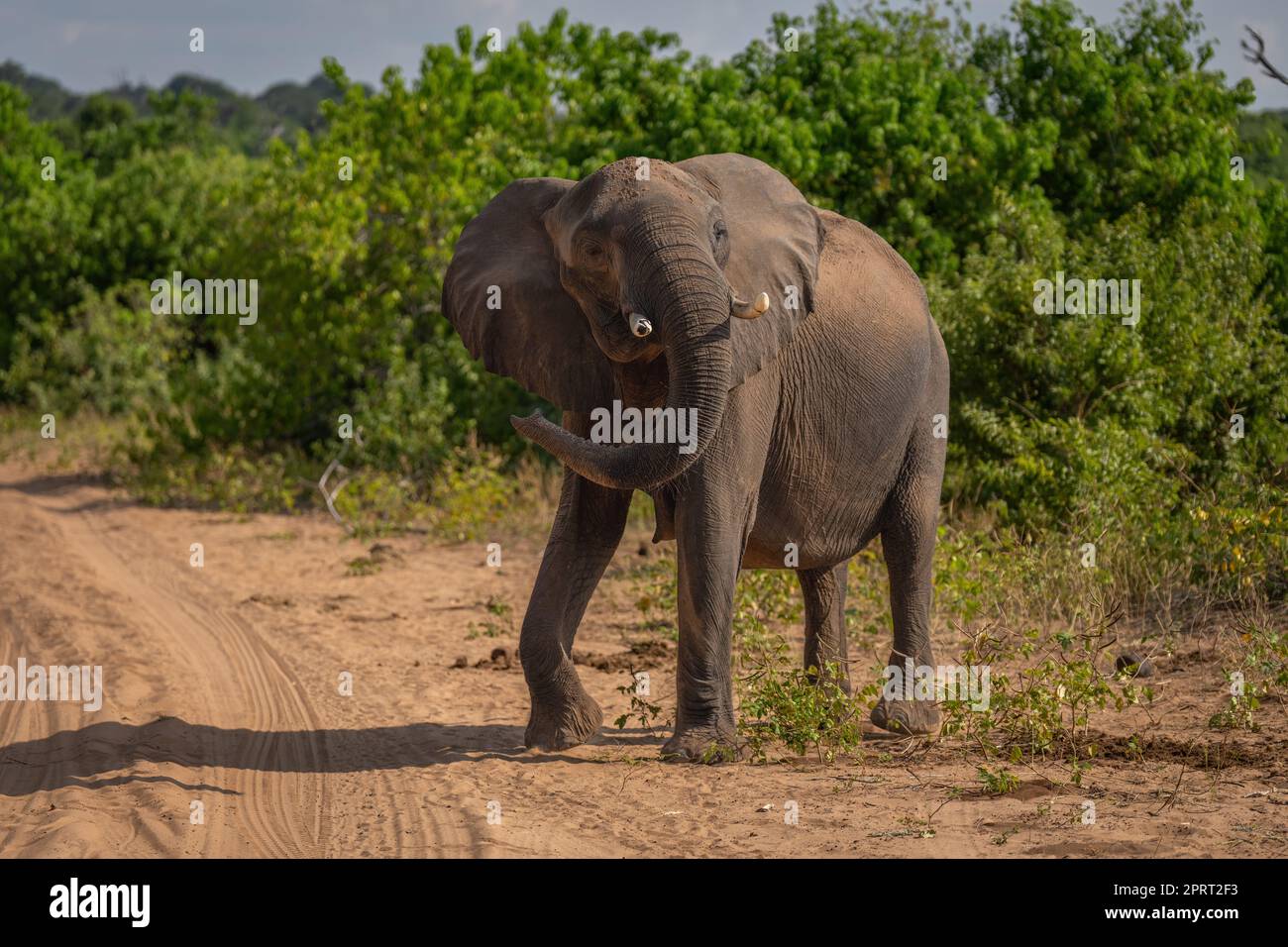 African bush elephant stands swinging trunk around Stock Photo - Alamy