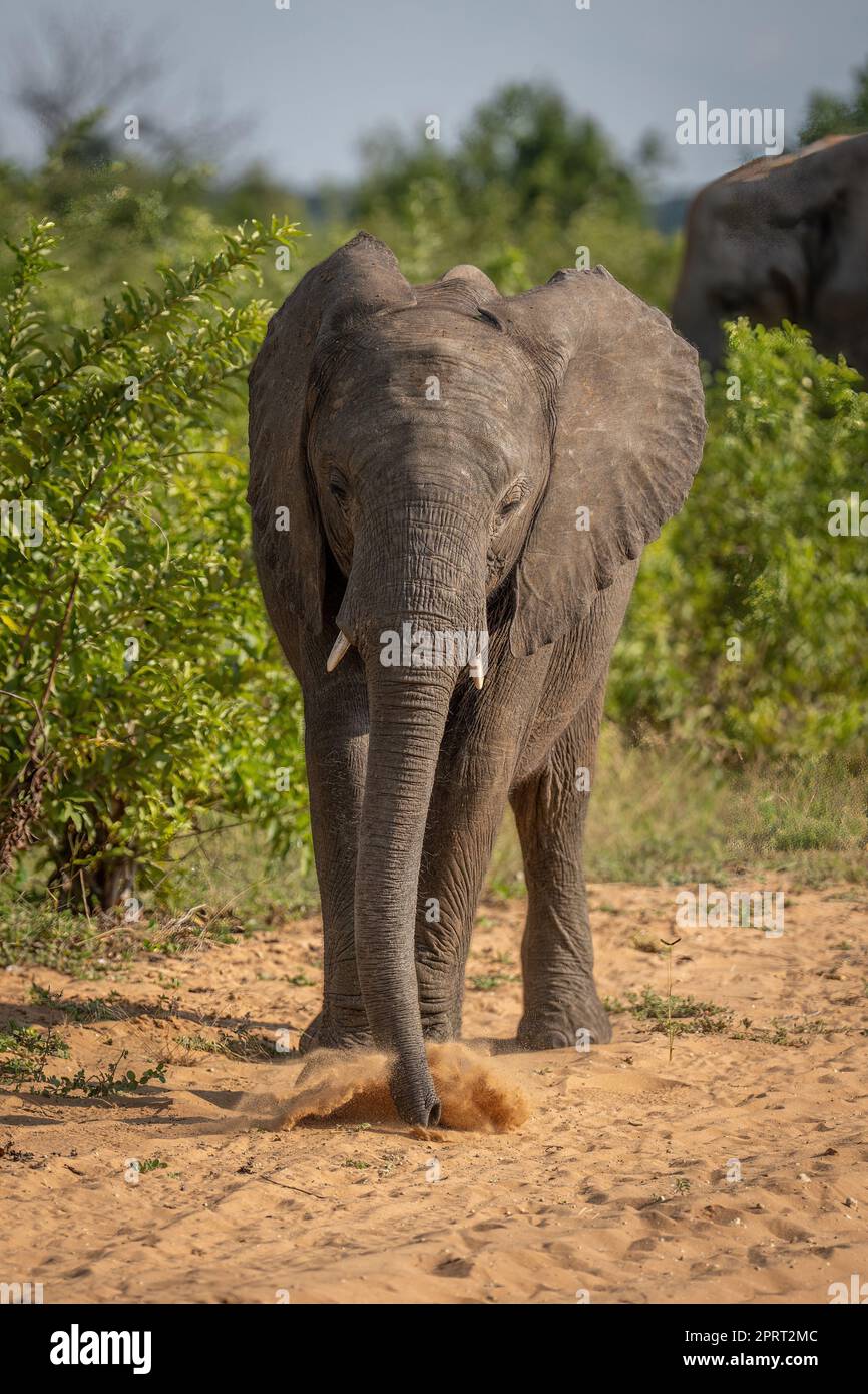 African bush elephant sucks dust from track Stock Photo - Alamy
