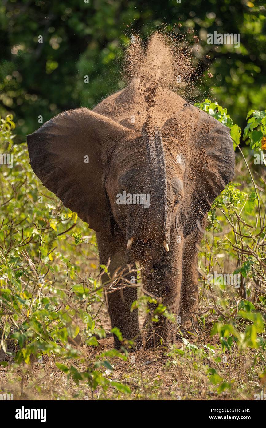 African bush elephant tosses earth over back Stock Photo - Alamy