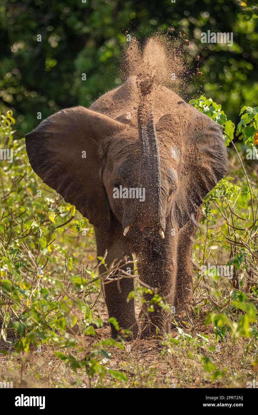 African bush elephant tosses earth over body Stock Photo - Alamy