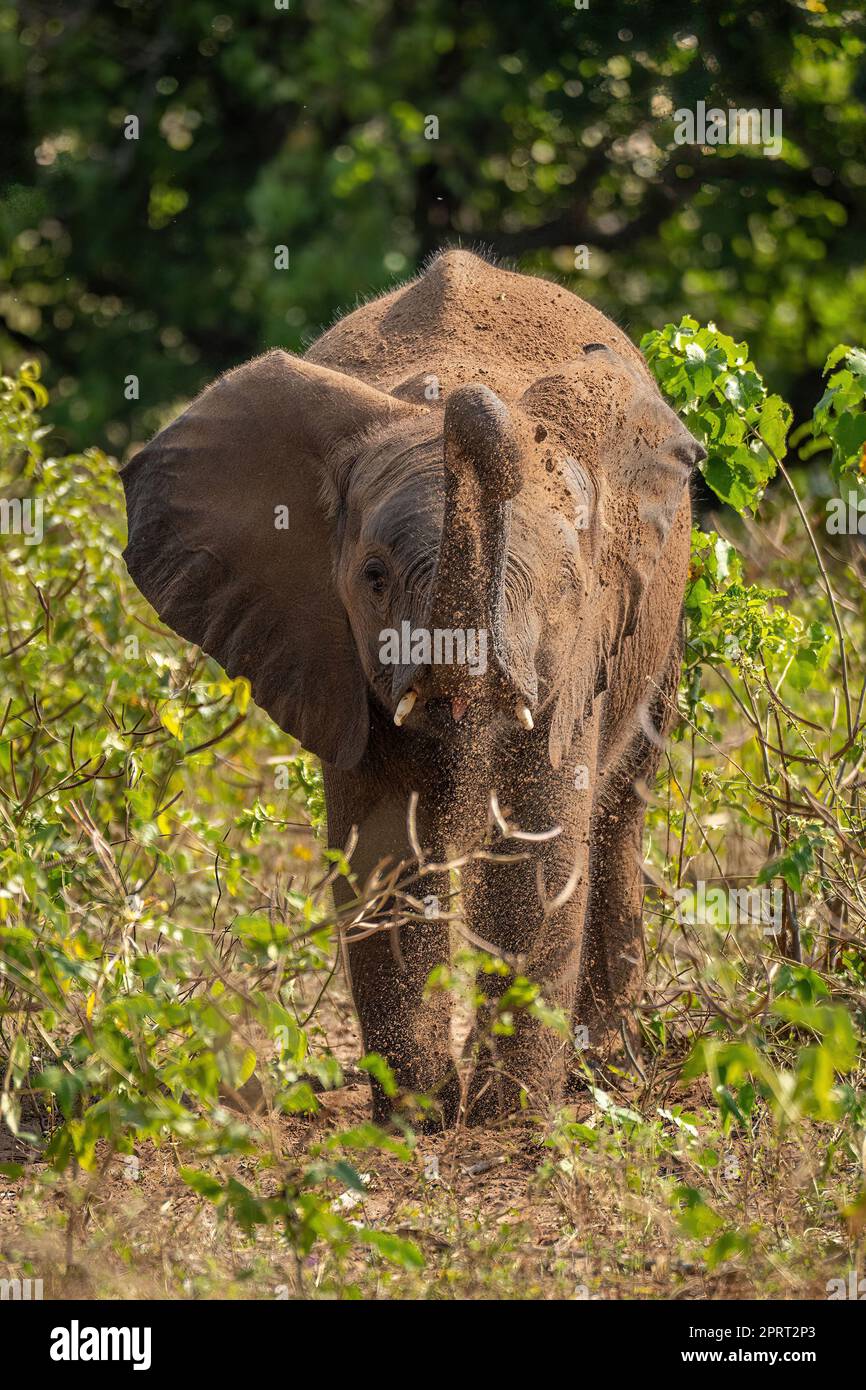 African bush elephant tosses earth over itself Stock Photo - Alamy