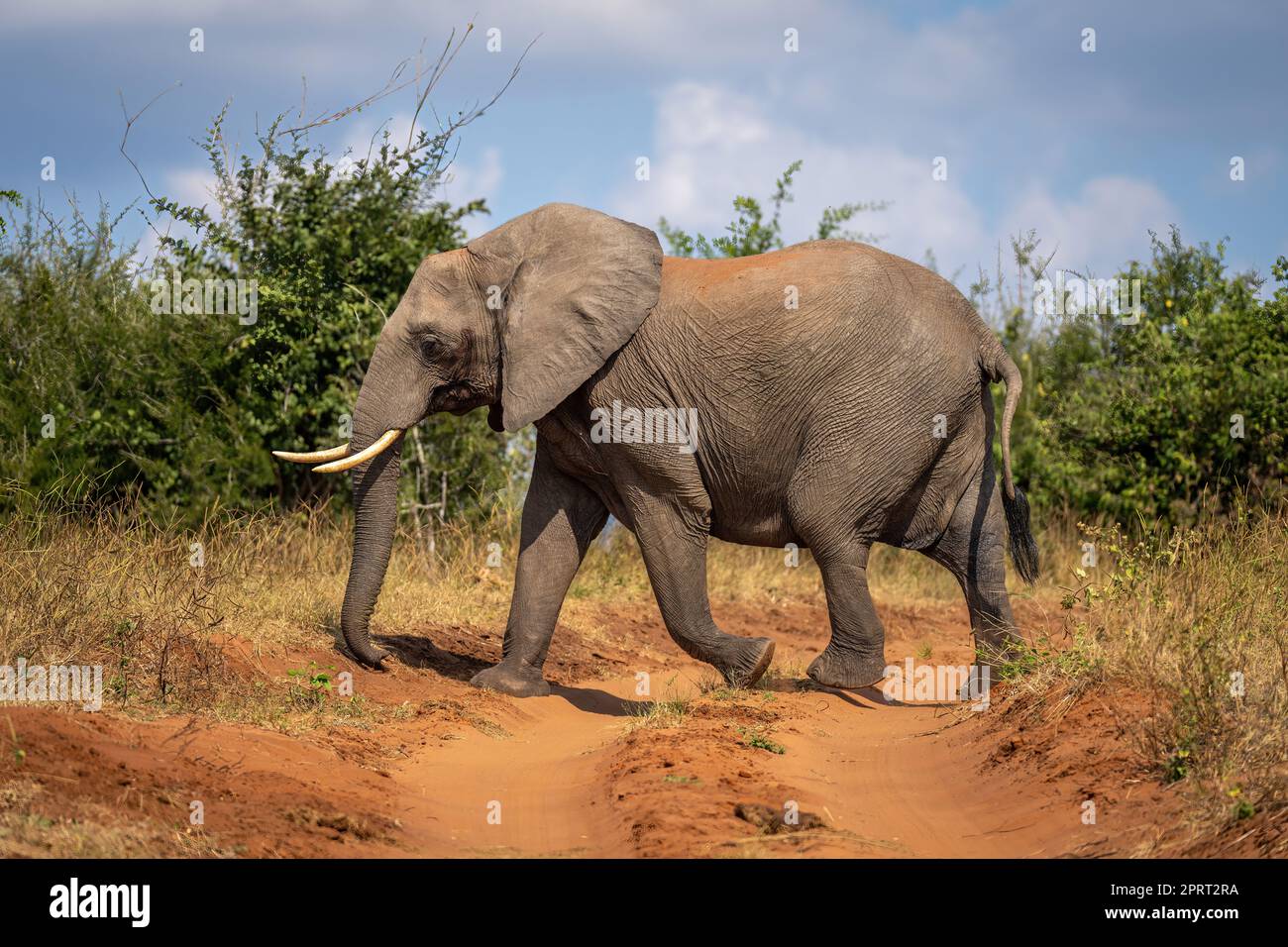 African bush elephant walks across sandy track Stock Photo - Alamy